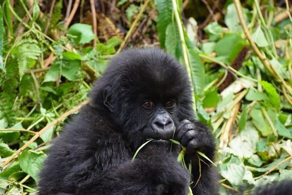 Mountain Gorillas in Uganda – what a privilege