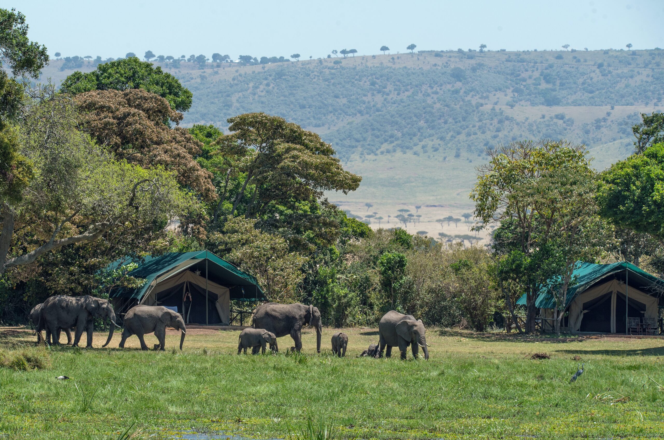 safari the taste of adventure